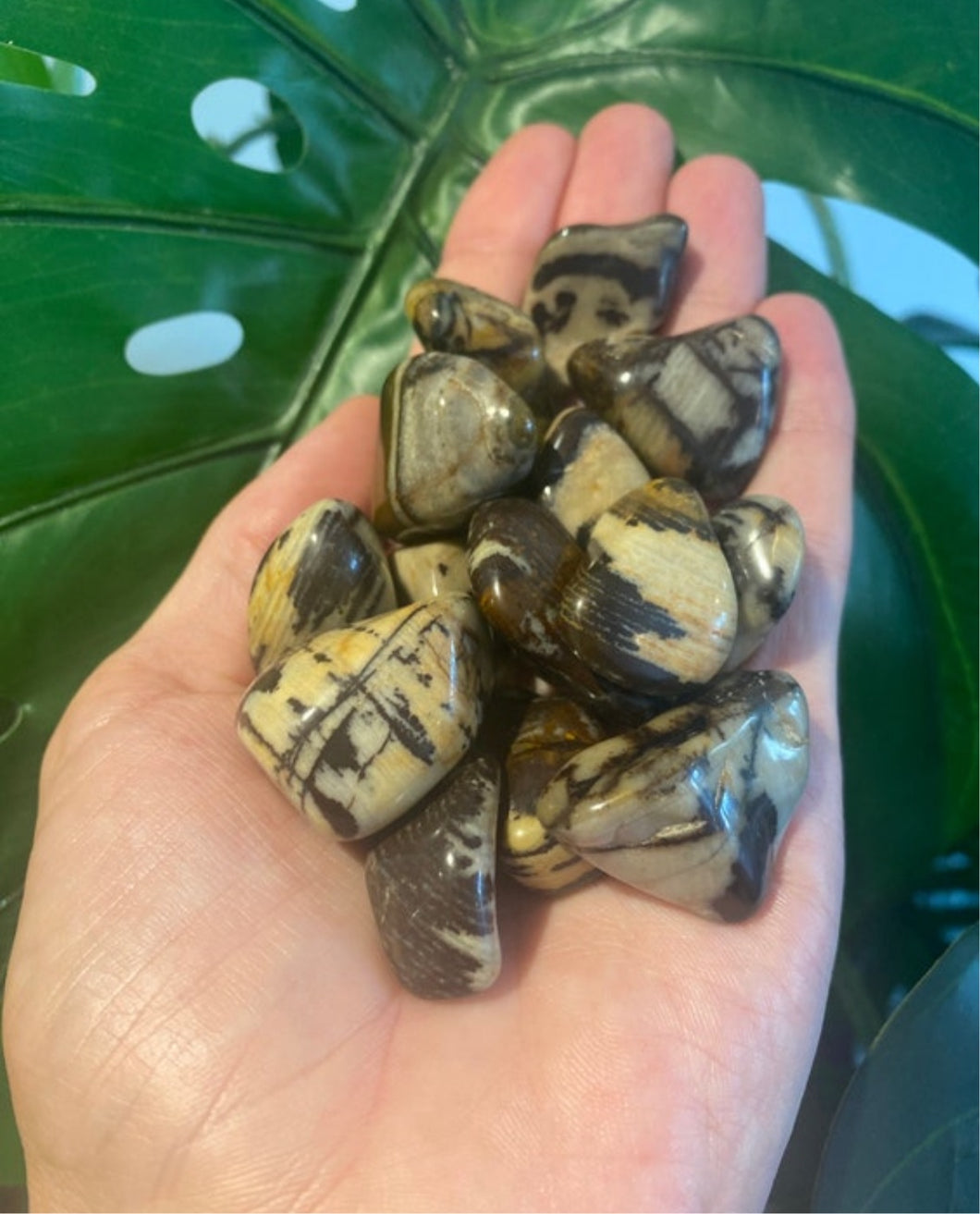 Nguni Jasper